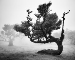 Ancient Laurisilva Forest, Madeira – Limited Edition Black-and-White Photograph