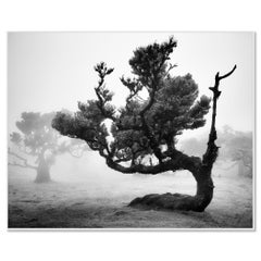 Ancient Laurisilva Forest, Madeira – Limited Edition Black-and-White Photograph