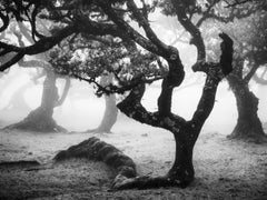 Uraltes Laurisilva-Waldgebiet – Madeira, Schwarz-Weiß-Fotografie in limitierter Auflage