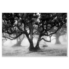 Fanal Forest Study 1, Madeira, Portugal, Black-and-White Fine Art Photograph