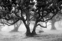 Fanal Forest Study 1, Madeira, Portugal, Black-and-White Fine Art Photograph