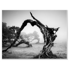 Albero ricurvo nella nebbia – Studio 1 – Madeira, Portogallo – Fotografia in bianco e nero