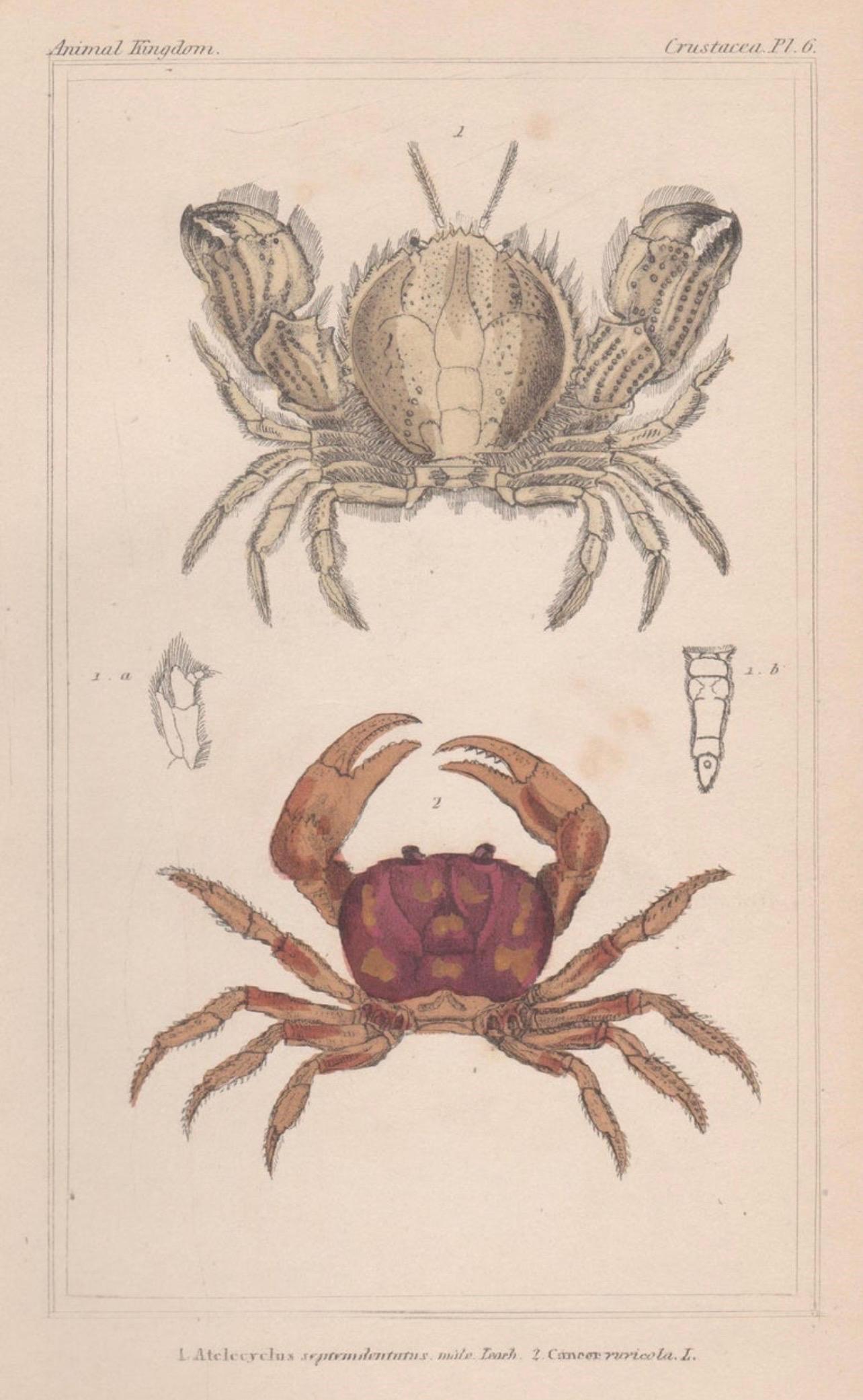 Unknown Animal Print - Crustaceans - crabs, antique English natural history engraving print, 1837