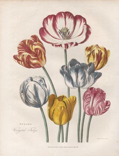 Variegated Tulips, botanical flower engraving with original hand-colouring, 1819