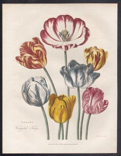 Variegated Tulips, botanical flower engraving with original hand-colouring, 1819