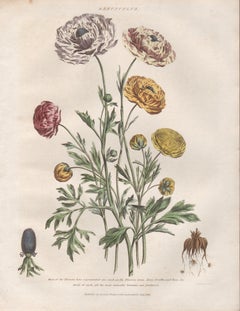 Ranuncolo, incisione botanica di un fiore con colorazione a mano originale, 1818