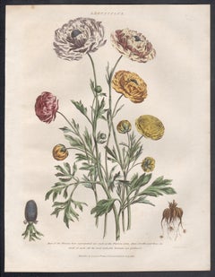 Ranuncolo, incisione botanica di un fiore con colorazione a mano originale, 1818