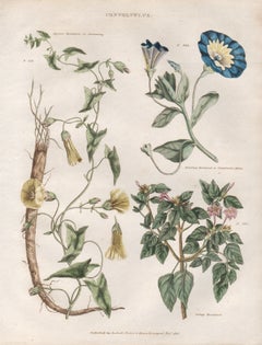 Convolvolo, incisione botanica di un fiore con colorazione originale a mano, 1816