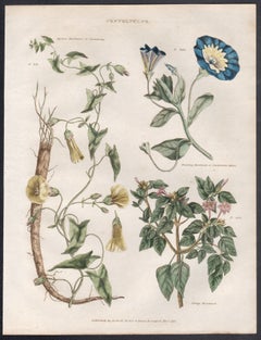 Convolvolo, incisione botanica di un fiore con colorazione originale a mano, 1816