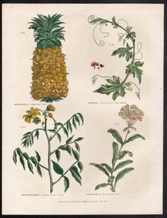 Ananas, incisione botanica di un fiore con colorazione originale a mano, 1816
