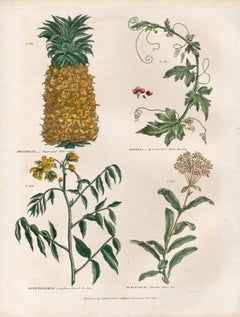 Ananas, incisione botanica di un fiore con colorazione originale a mano, 1816