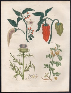 Capiscum, incisione botanica di un fiore con colorazione a mano originale, 1816