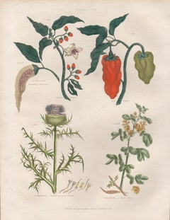 Capiscum, incisione botanica di un fiore con colorazione a mano originale, 1816