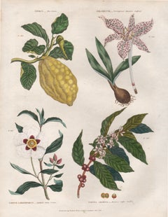 Limone, incisione botanica di un fiore con colorazione originale a mano, 1816