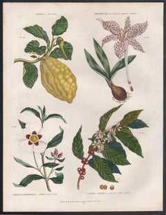 Limone, incisione botanica di un fiore con colorazione originale a mano, 1816