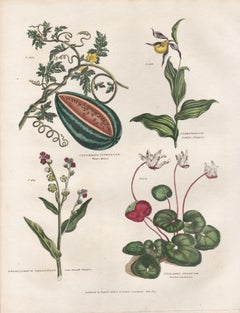 Anguria, incisione botanica di un fiore con colorazione originale a mano, 1817