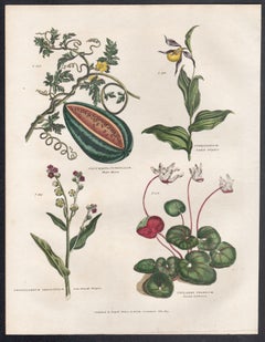 Anguria, incisione botanica di un fiore con colorazione originale a mano, 1817