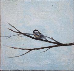 Black Capped Chickadee 1