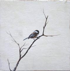 Black Capped Chickadee 4