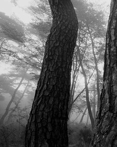 snm1a-112h – Bien-U BAE, Fotografía, Abstracto, Paisaje, Arte, Naturaleza, Árbol
