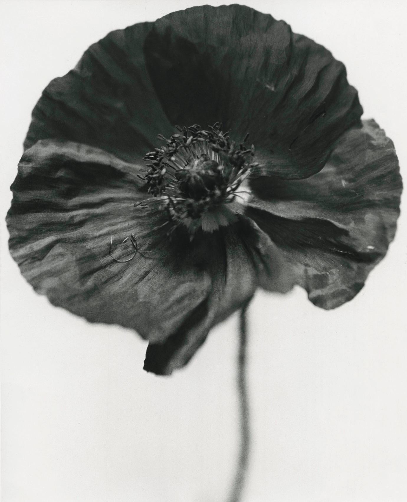 black poppy flower