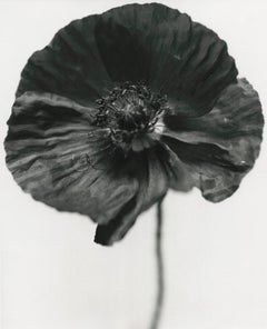 Coquelicot, Londres  Emma Summerton, Polaroid,  Fleur, nature morte, noir et blanc