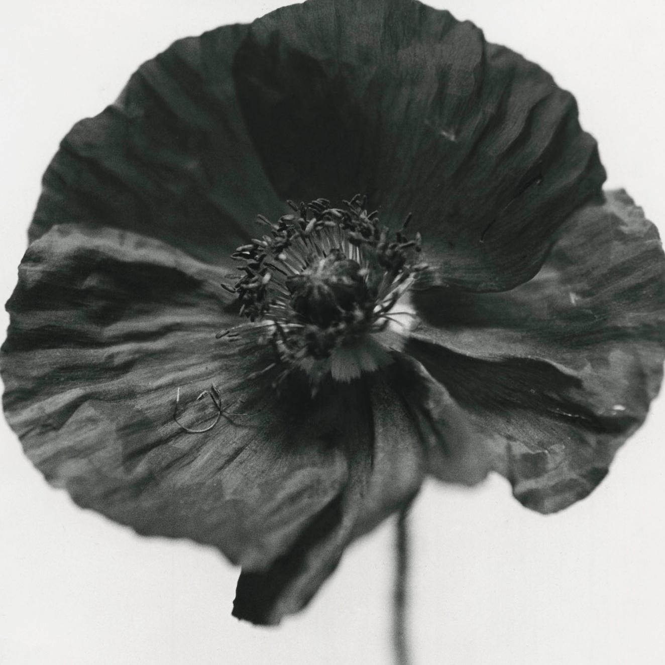 poppy flower black