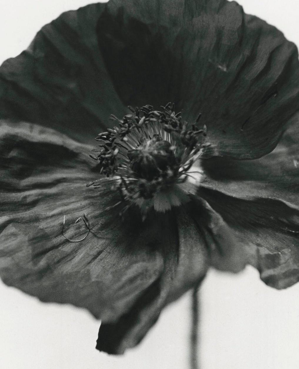 Emma SUMMERTON (*1970, Australia)
Poppy, London, 2000
Archival pigment print on Hahnemühle Paper
120 x 100 cm (47 1/4 x 39 3/8 in.)
Edition of 5, plus 2 AP; Ed. no. 1/5
Print only

Australian born Emma Summerton (*1970) graduated from the National