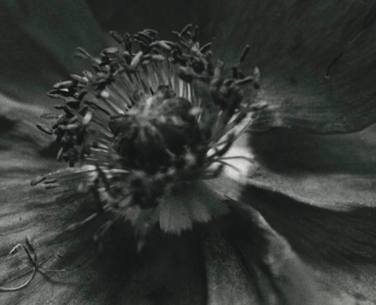 Poppy, London  – Emma Summerton, Polaroid,  Flower, Still Life, Black and White For Sale 1