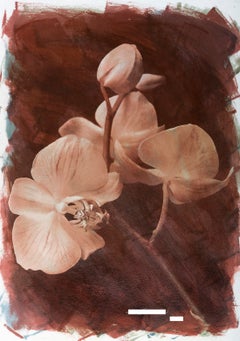 Orchid - Signed Limited Edition Archival Pigment Print, colourful photo