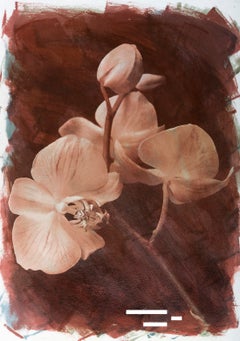 Orchid - Signed Limited Edition Archival Pigment Print, colourful photo