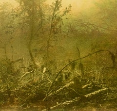 Broken Forest - Tirage pigmentaire d'archive en édition limitée et signée, photo en couleurs
