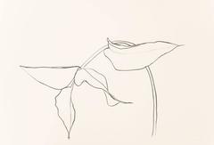 Philodendron I 12