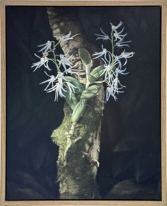 „Orchidee und Eidechse“ – zeitgenössisches realistisches botanisches Ölgemälde, 2019