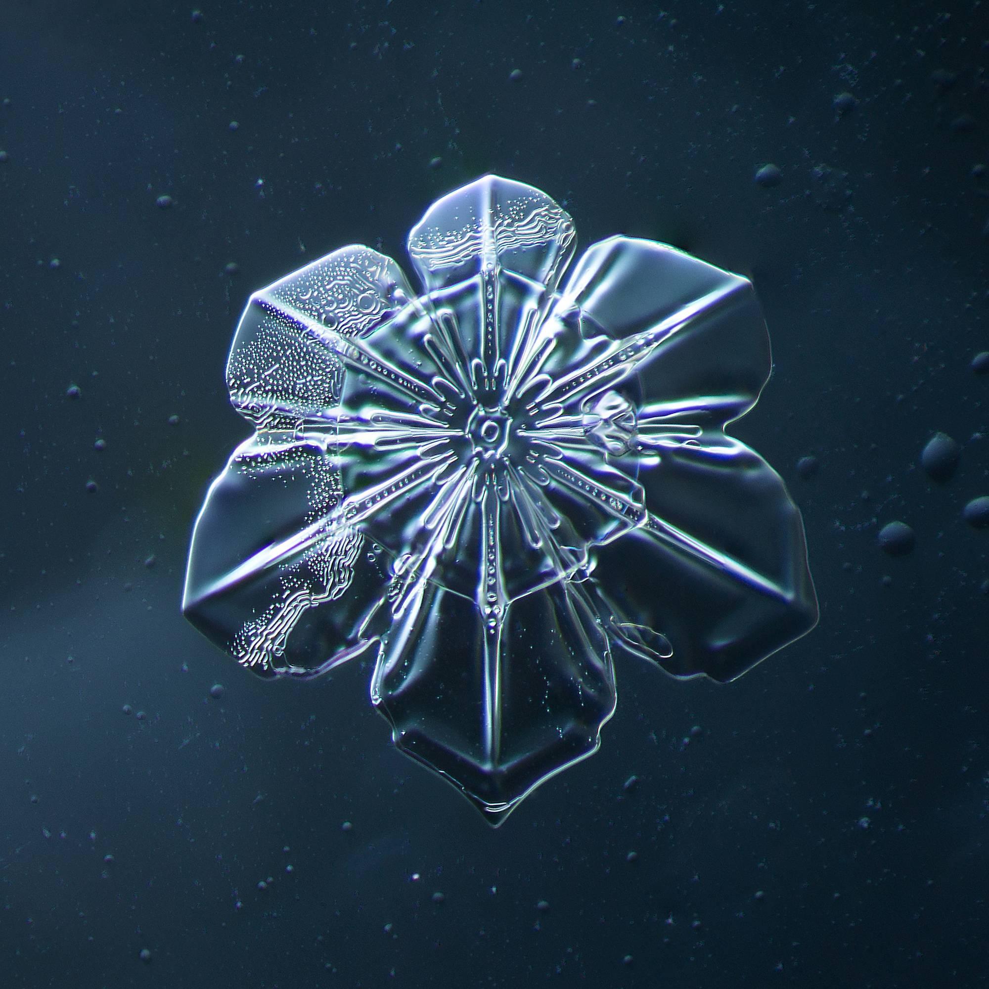 Douglas Levere Color Photograph - Snowflake 2014.02.09.011 