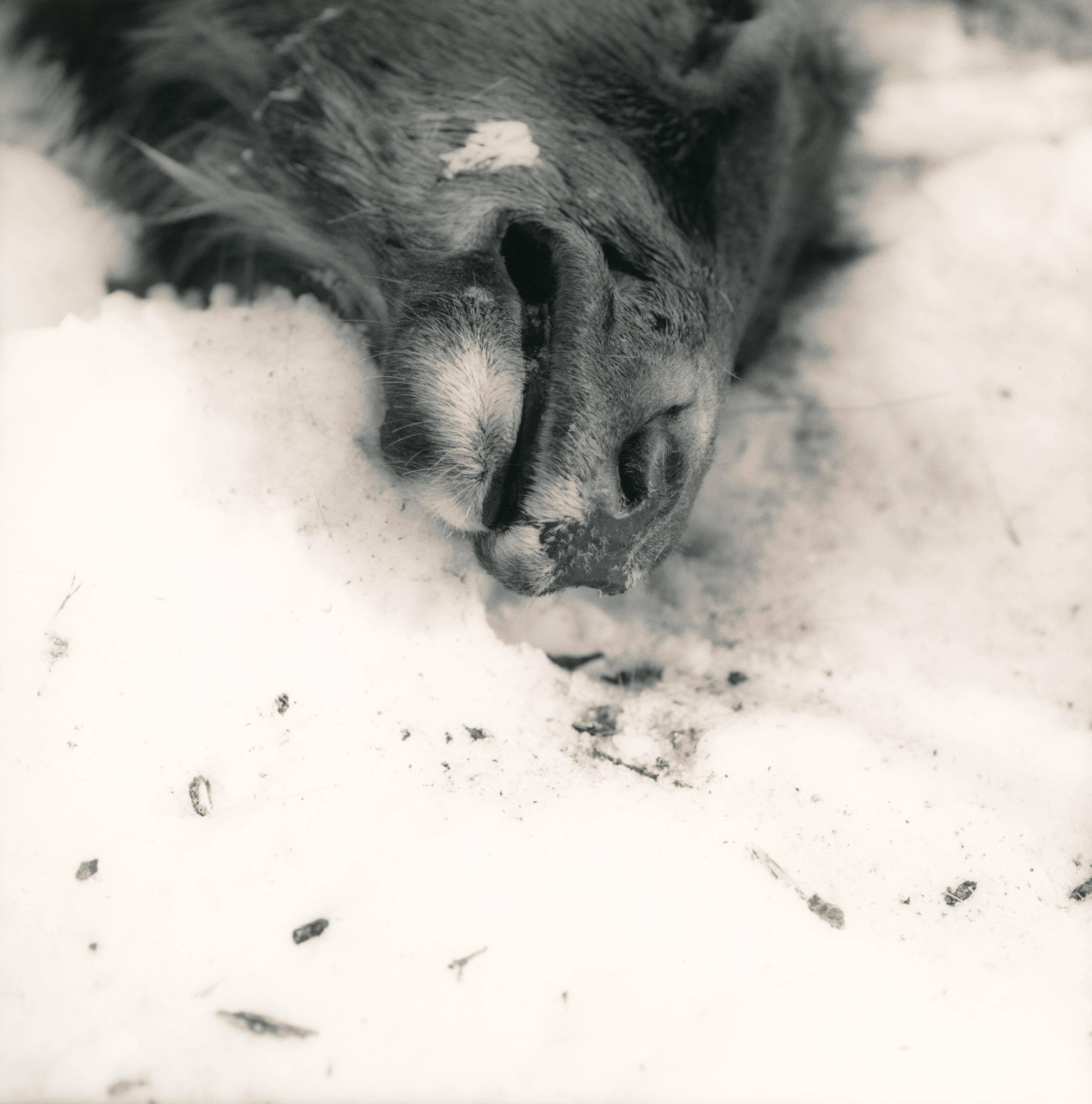 Ken Rosenthal Black and White Photograph - Frozen