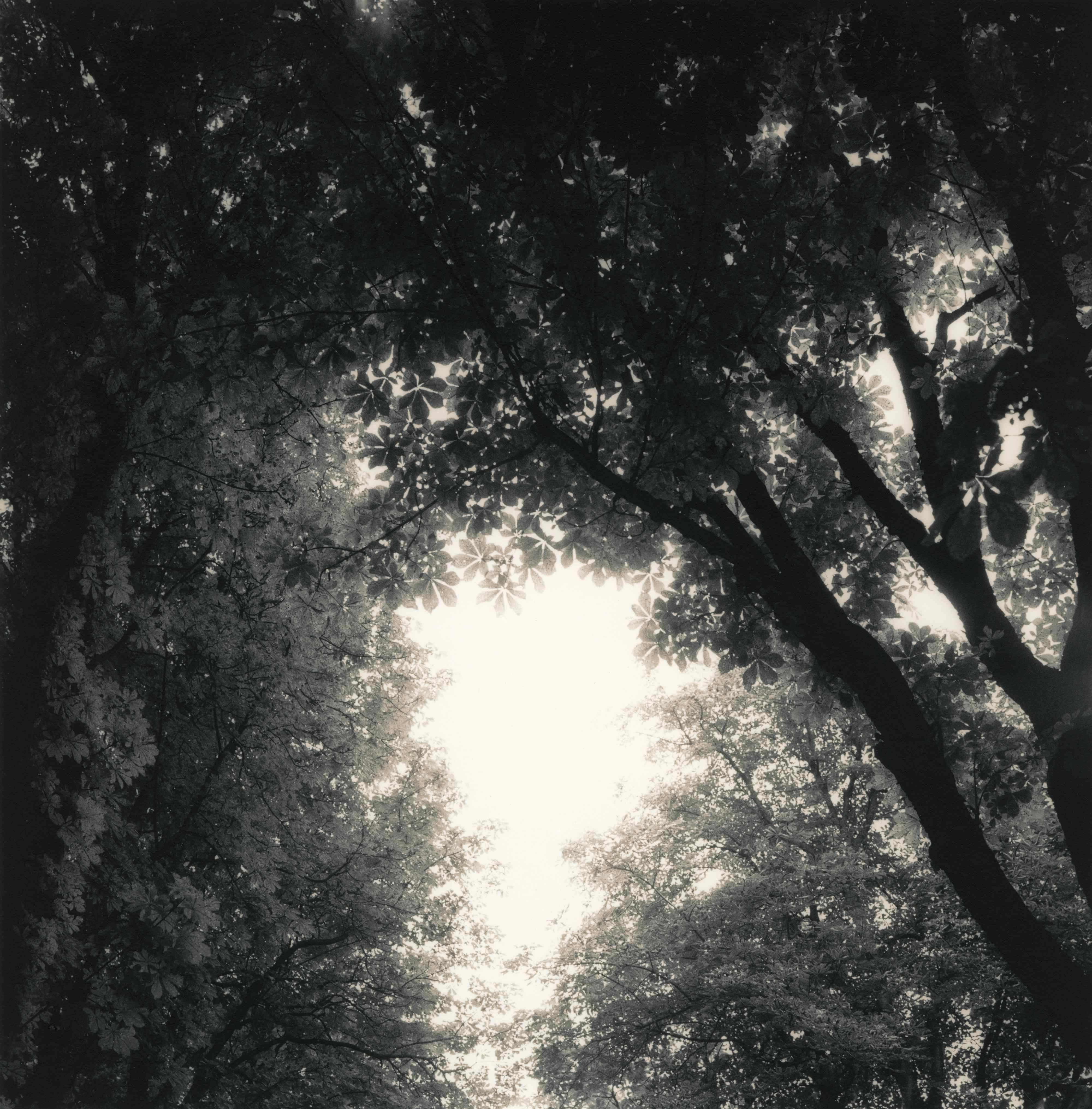 Ken Rosenthal Black and White Photograph – Glühbirne 