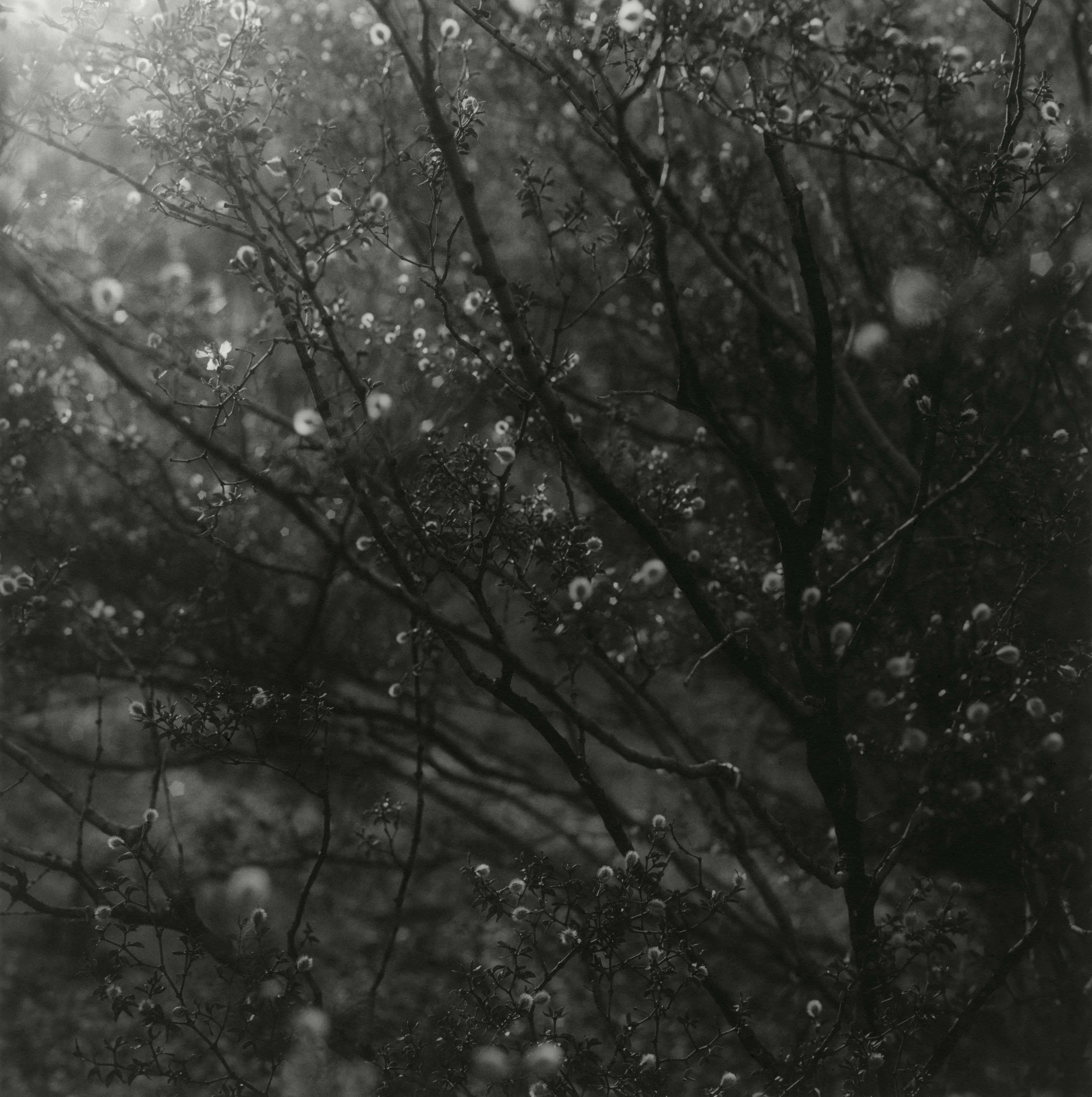 Ken Rosenthal Black and White Photograph – Beleuchtete Leuchten