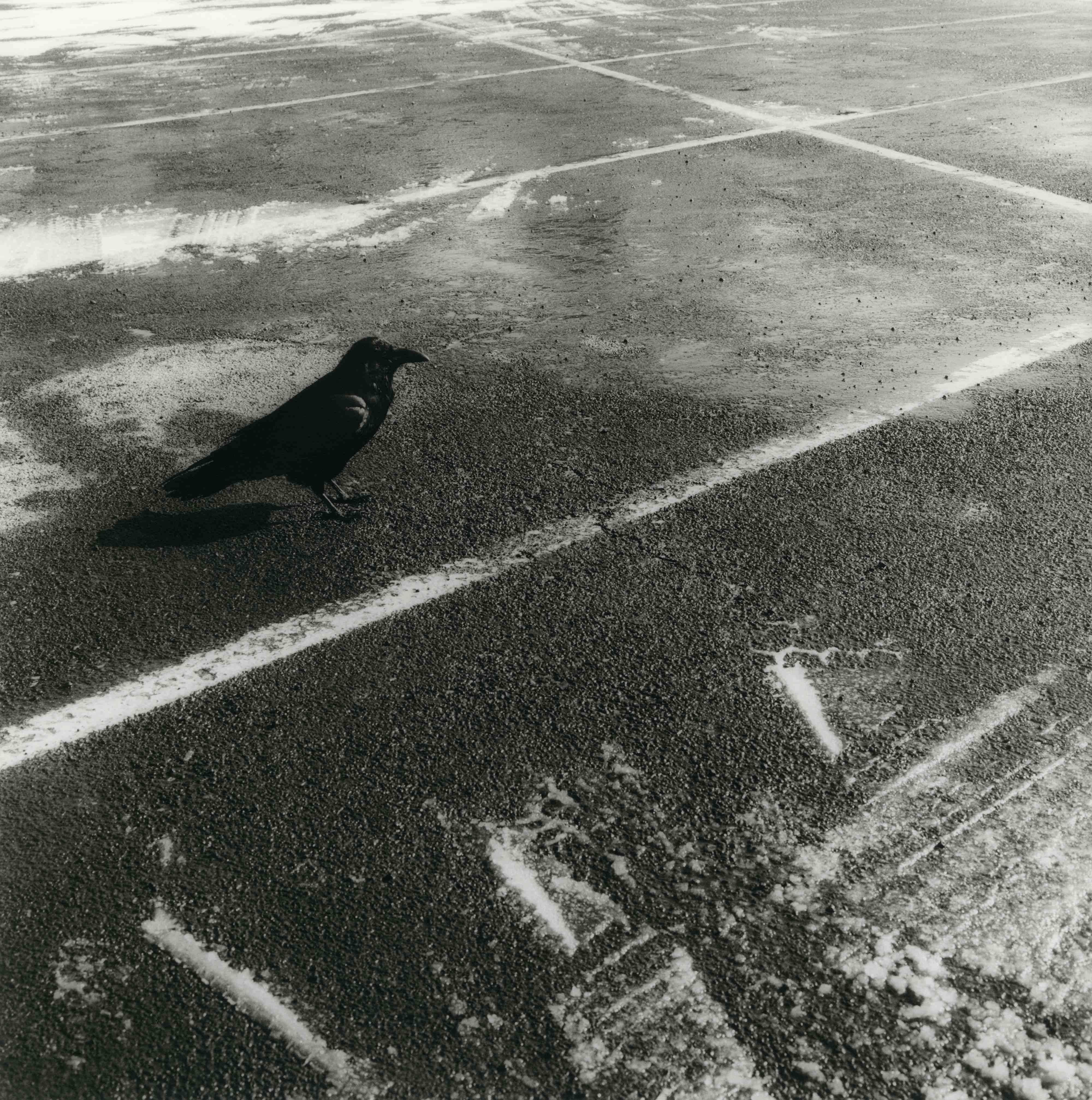 Ken Rosenthal Black and White Photograph - Raven