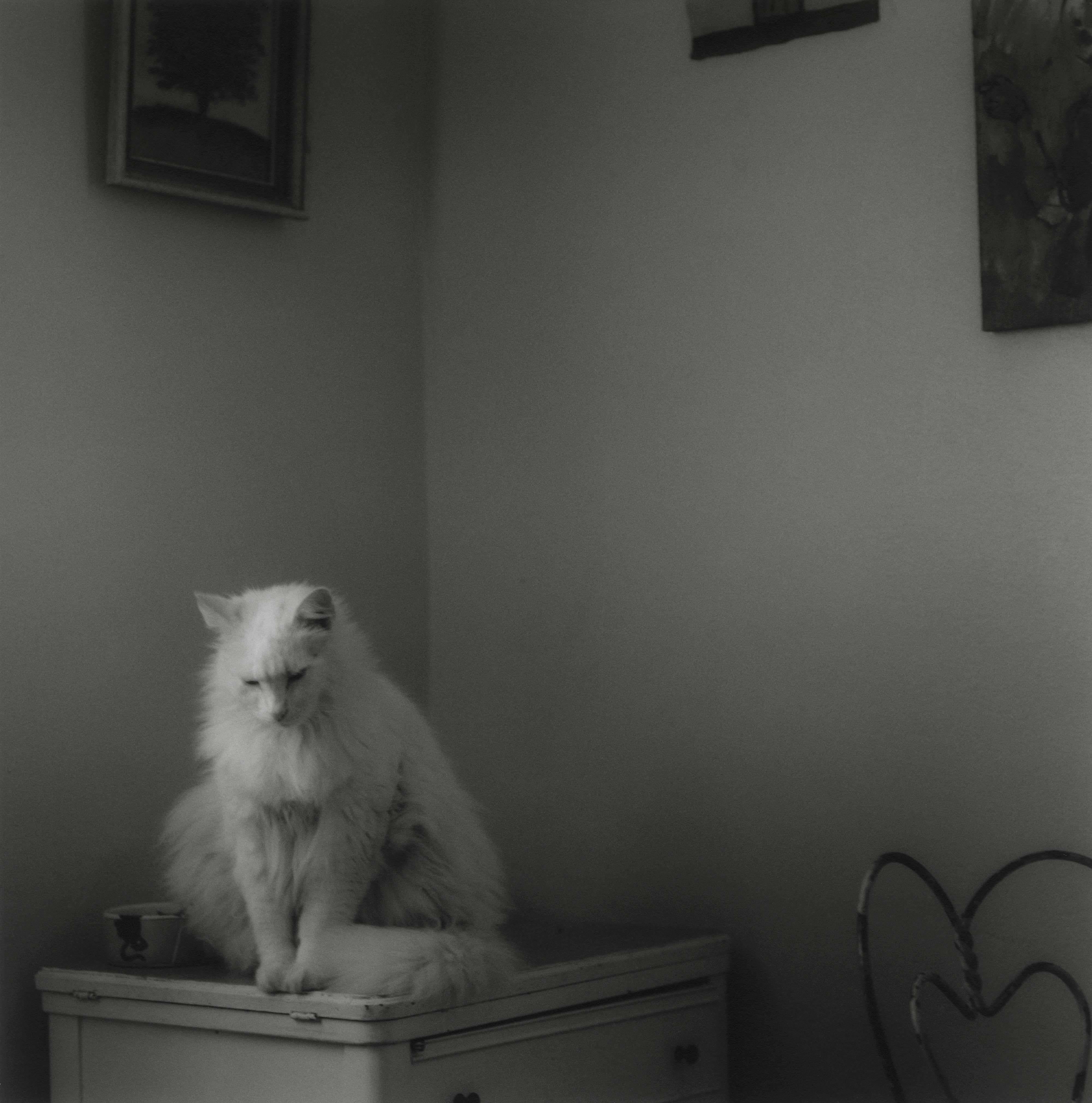 Ken Rosenthal Black and White Photograph – Die Anrichte von Reverie