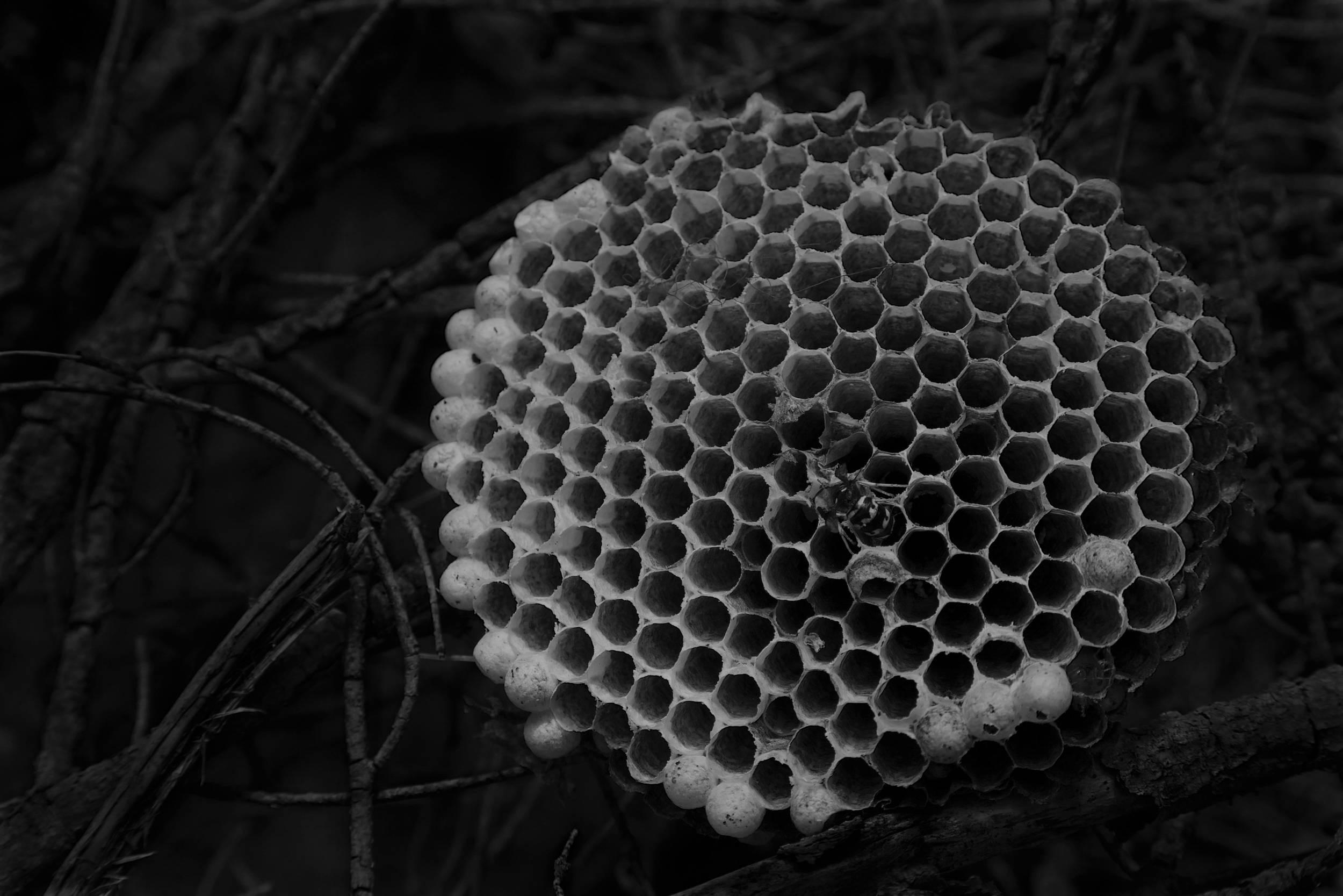 Ken Rosenthal Landscape Photograph - Hive