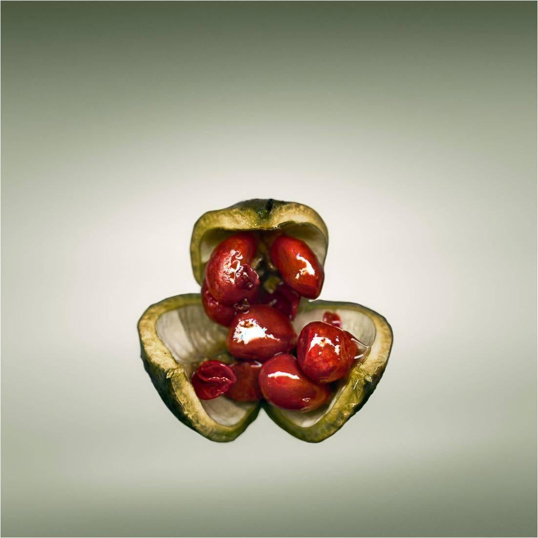 Svjetlana Tepavcevic Still-Life Photograph – Reproduktionsmittel Nr. 1201 - PITTOSPORUM TOBIRA, Japanisches Käseholz