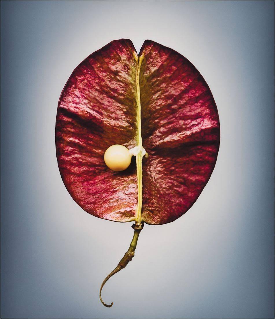 Svjetlana Tepavcevic Color Photograph - Means of Reproduction no. 1192 – KOELREUTERIA ELEGANS, Chinese Rain Tree
