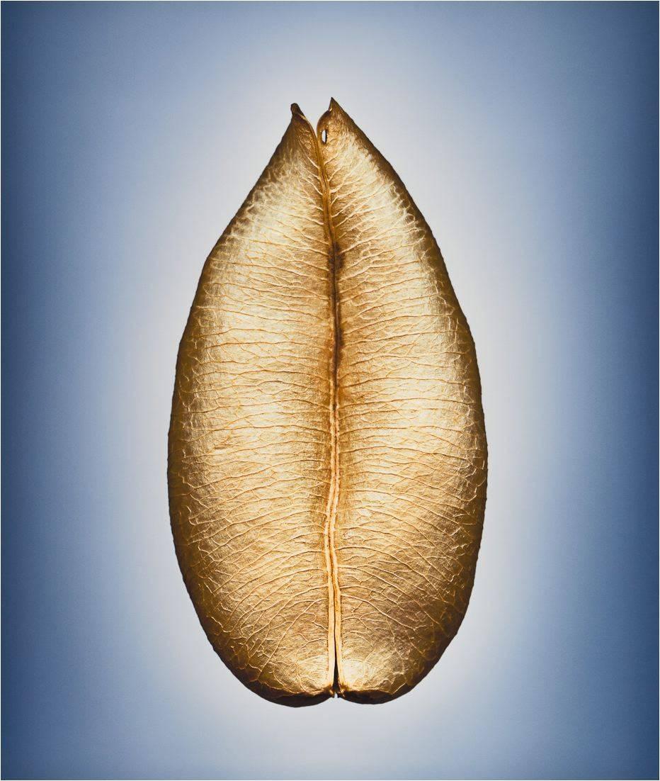 Svjetlana Tepavcevic Color Photograph – Means of Reproduction Nr. 116 ASTRAGALUS POMONENSIS, Pomona Milchkännchen