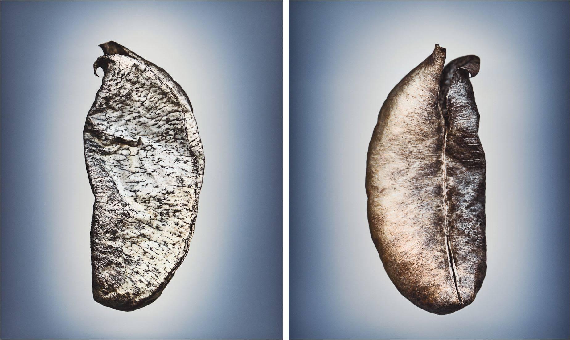 Svjetlana Tepavcevic Color Photograph – Means of Reproduction Nr. 1151 & 1152, ASTRAGALUS POMONENSIS, Pomona Milchkännchen