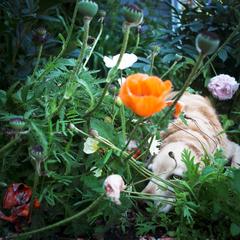 Scarlet & the Poppies 2