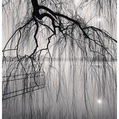 Lake Tree, Beihai Park, Beijing, China. 2008 10