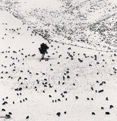 Two Hundred and Seven Sheep, Rakaia Valley, Canterbury, New Zealand. 2013