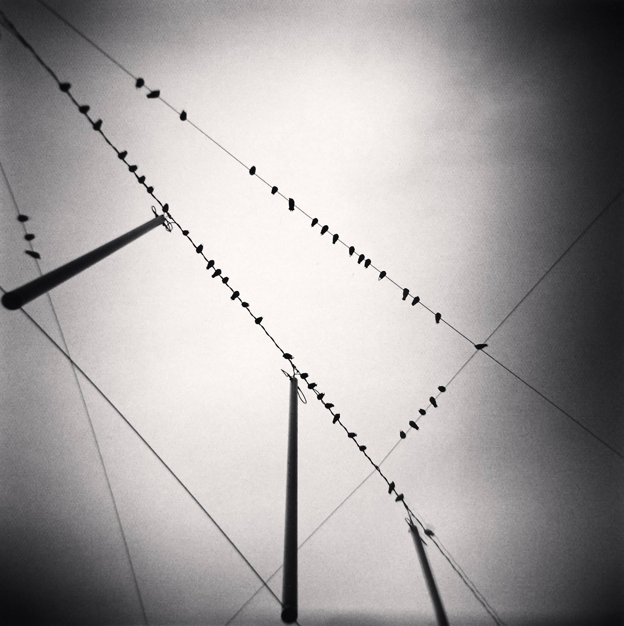 Michael Kenna Landscape Photograph - Fifty Two Birds, Zurich, Switzerland