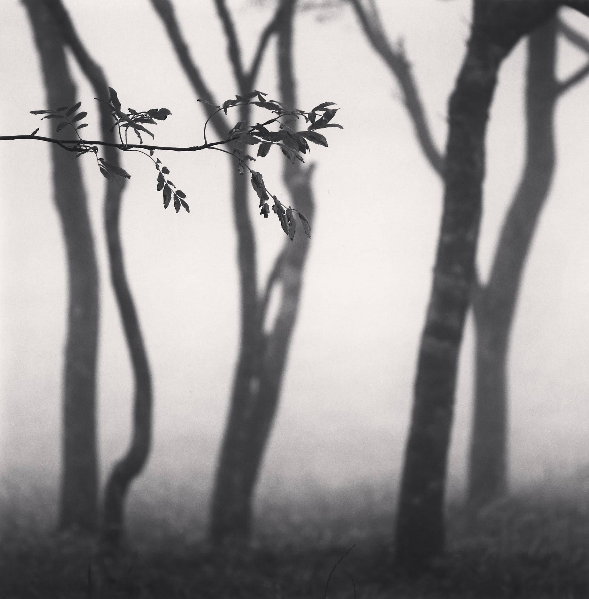 Michael Kenna Landscape Photograph – Chikui Umhangsbäume, Muroran, Hokkaido, Japan